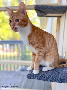 orange tabby cat on a catio