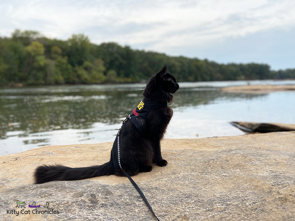Black cat beside the Ocmulgee River