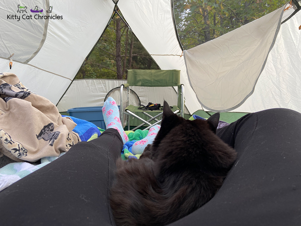 cat in a tent