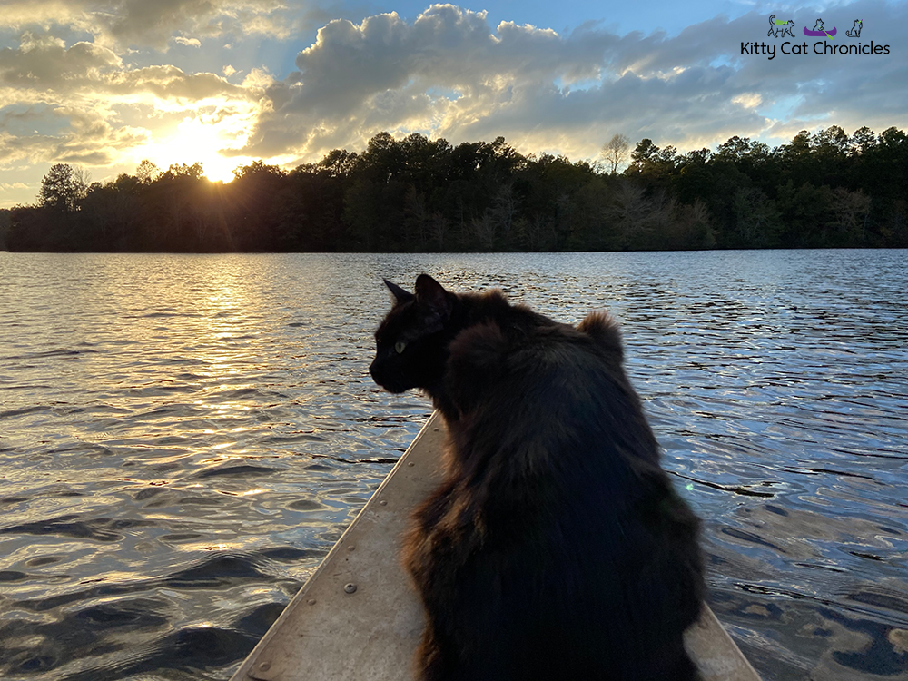 cat on a sunset canoe ride on Lake Meriwether