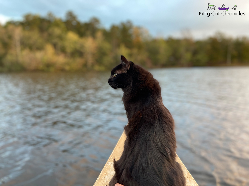 Black cat on a canoe at Lake Meriwether