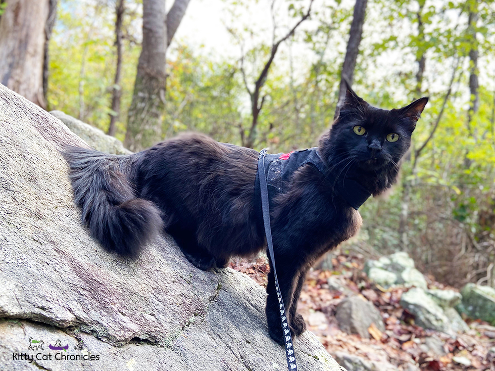 Kylo Ren's First Camping Trip - Cat on a rock in FDR State Park