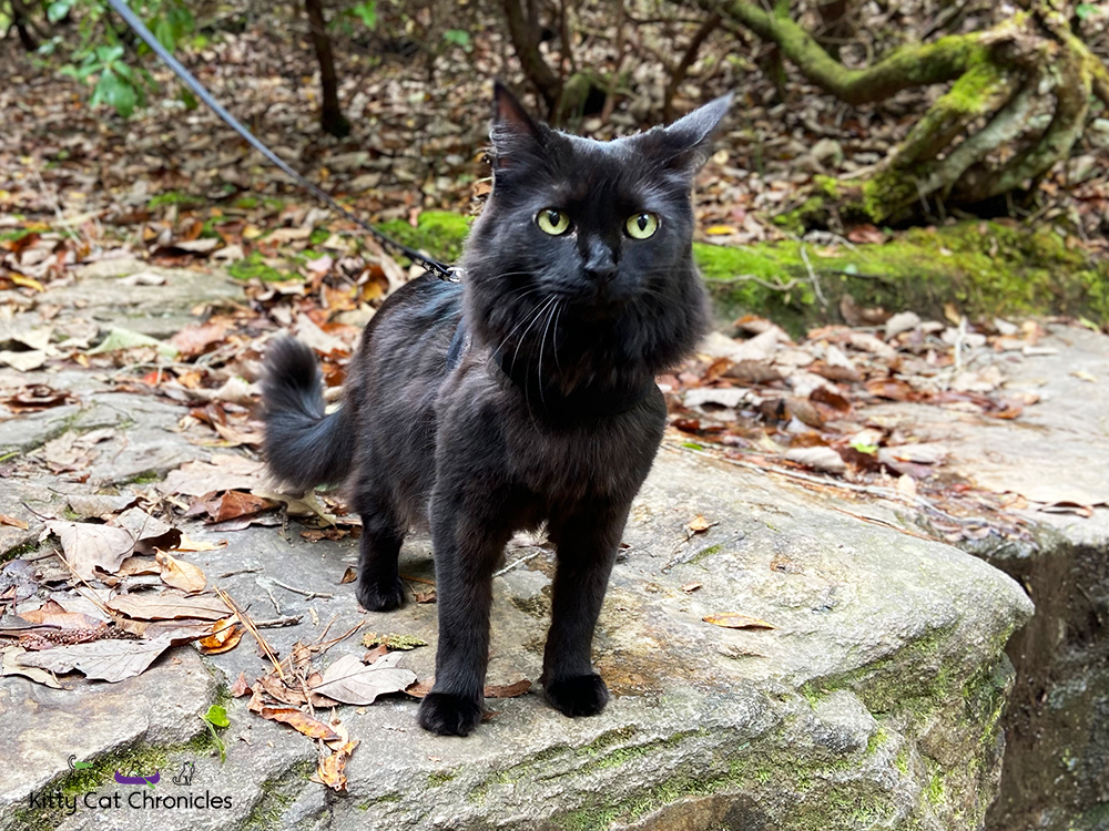 Kylo Ren's First Camping Trip - cat hiking at FDR State Park