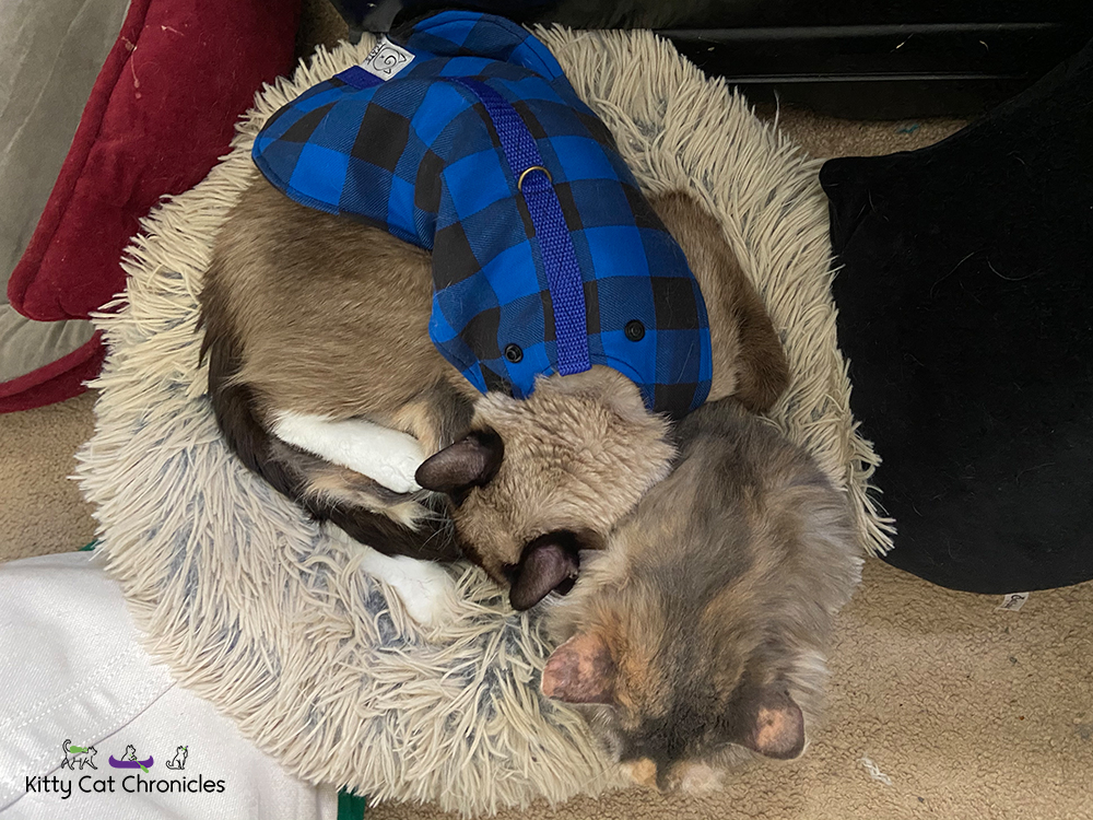 cats snuggling in cat bed