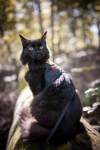 black cat on a leash