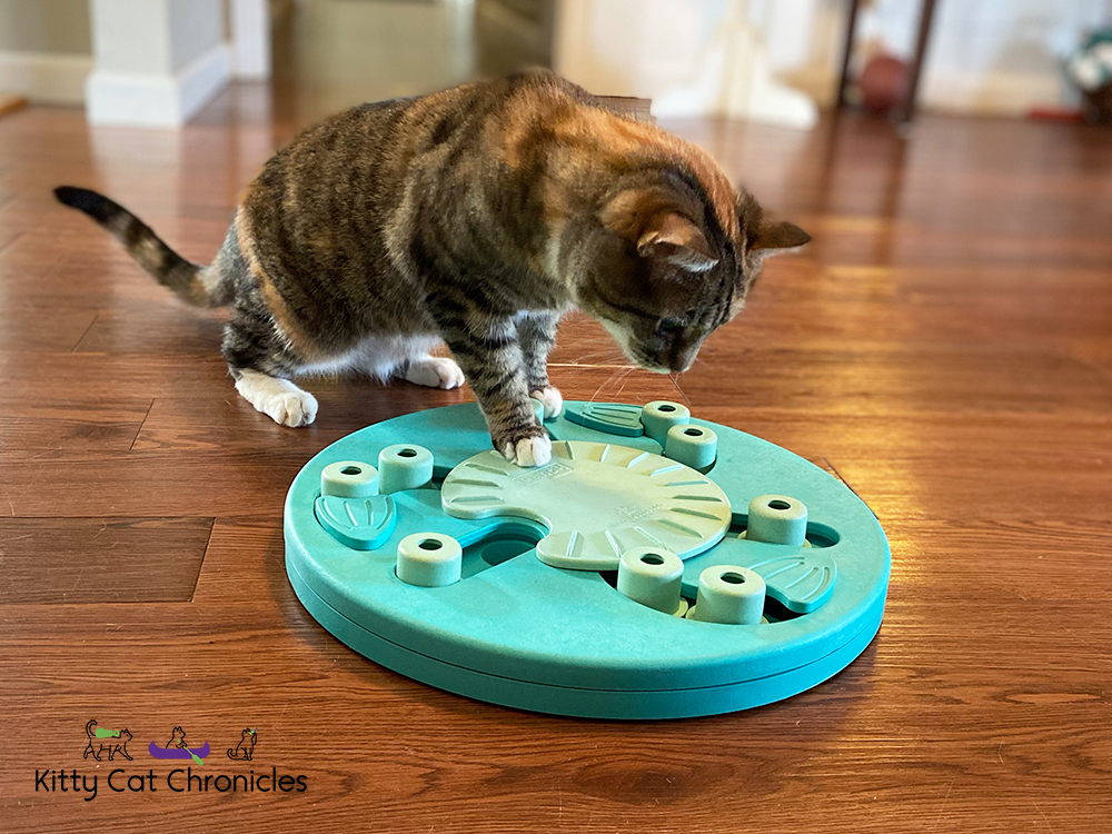 cat solving food puzzle