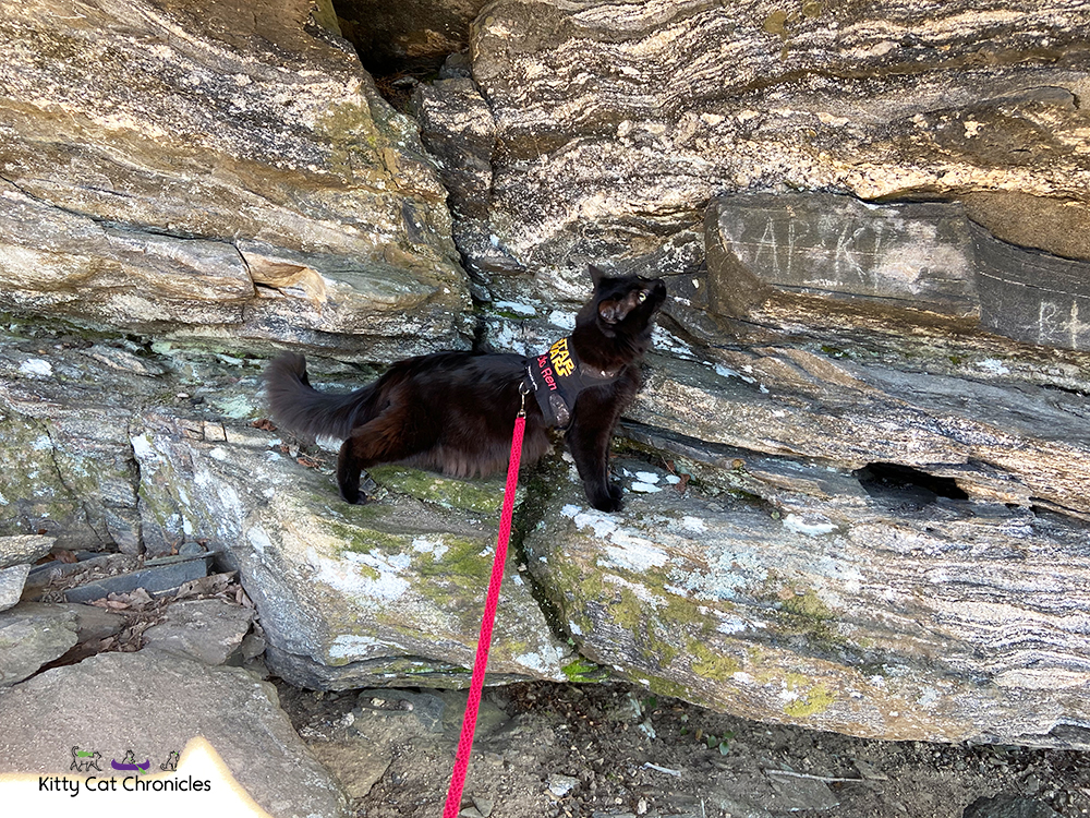 black cat climbing rocks