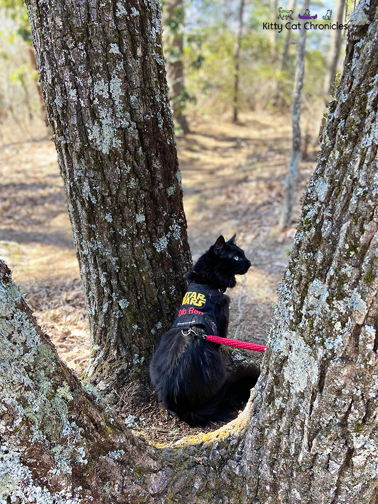 black cat sitting on a tree base