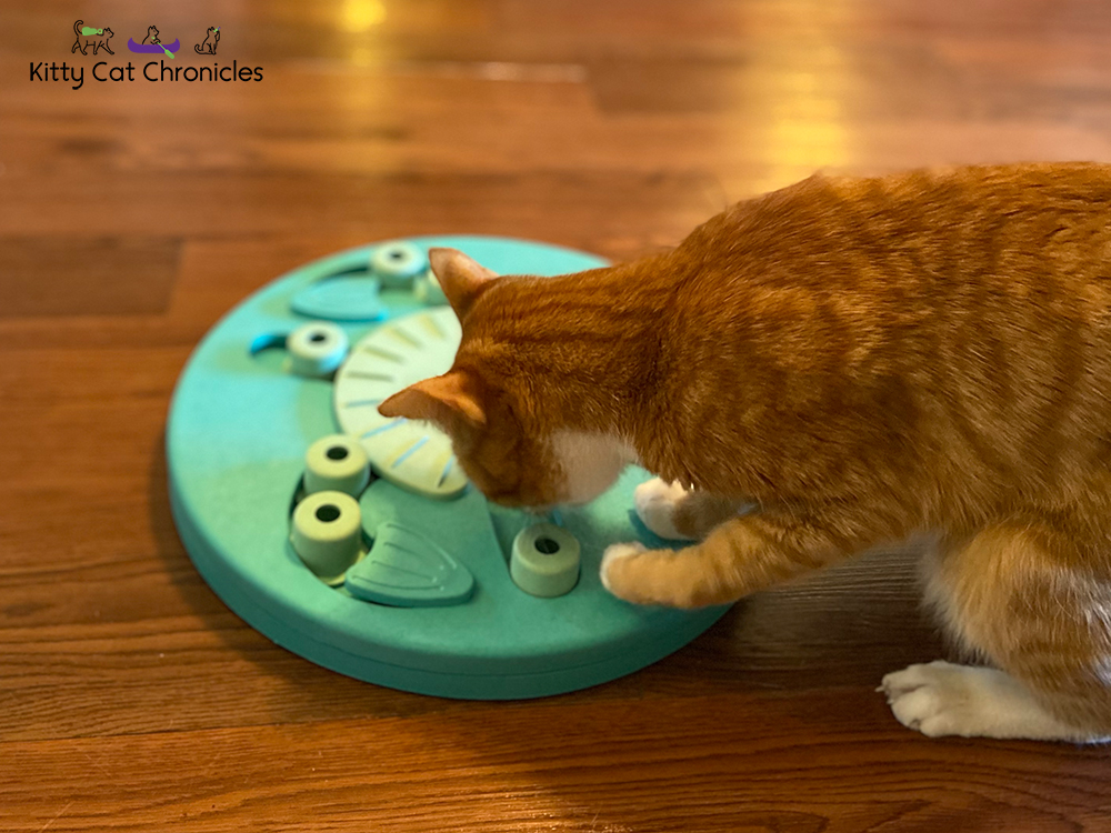 Food Puzzle Wars - orange cat solving food puzzle