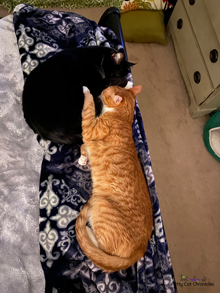 two cats snuggling on a bed