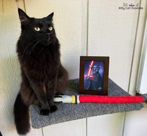 Black cat Kylo Ren posing with lightsaber toy and cat Kylo Ren photo