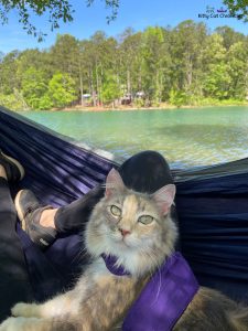 cat in a hammock beside a lake
