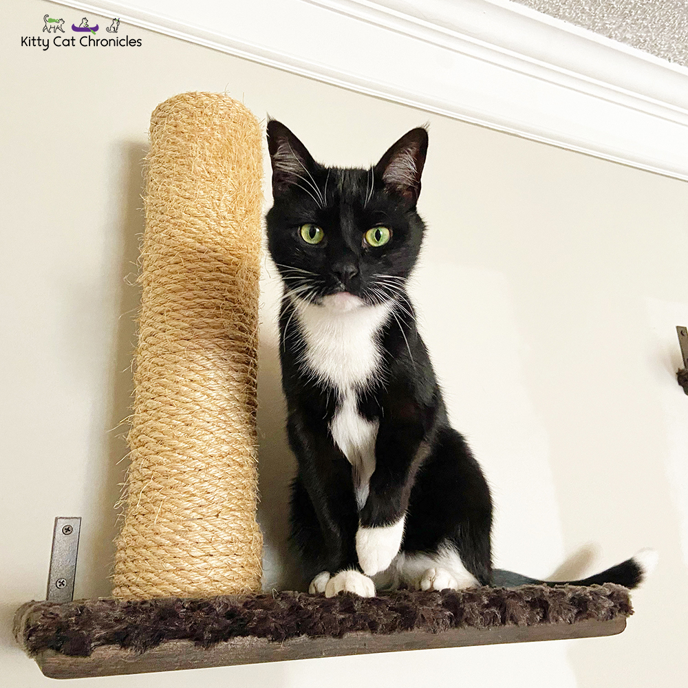 black and white cat on a cat shelf with scratcher