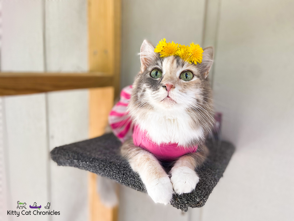 Cat in pink dress with dandelion flower crown